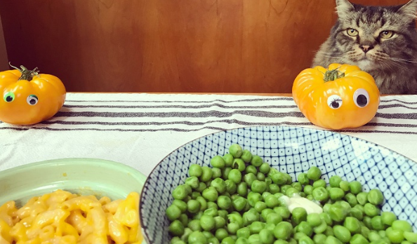 猫能吃豌豆吗
