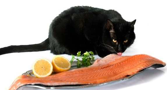 猫可以吃三文鱼吗